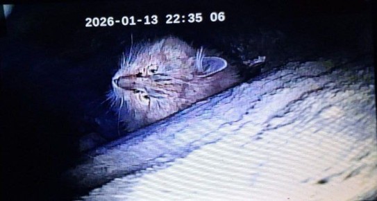 Кот просидел 17 дней в дымоходе