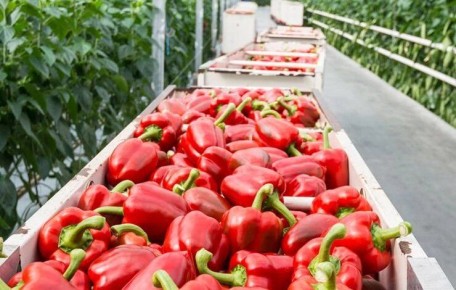 Как выбрать урожайные сорта перца для теплицы: советы для успешных огородников