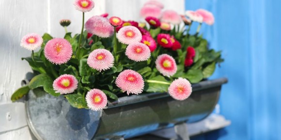 Маргаритки: Как создать идеальный цветник для вашего сада