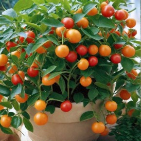 Яркие плоды, которые можно выращивать даже в ограниченных условиях